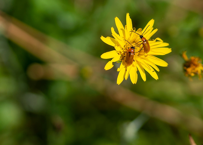 Bugs on a yellow flower
