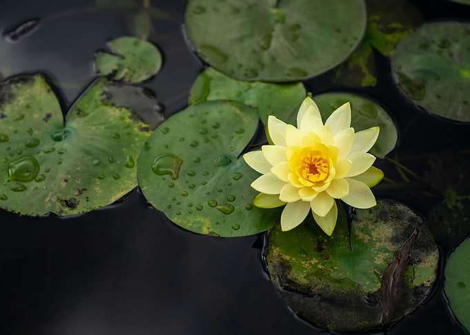 Nymphea flower