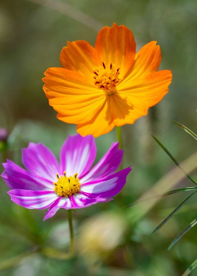 Colorful flowers