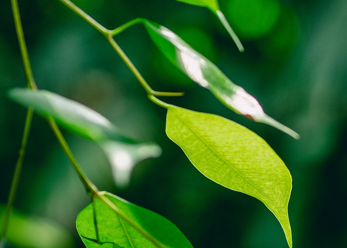 Green leaves