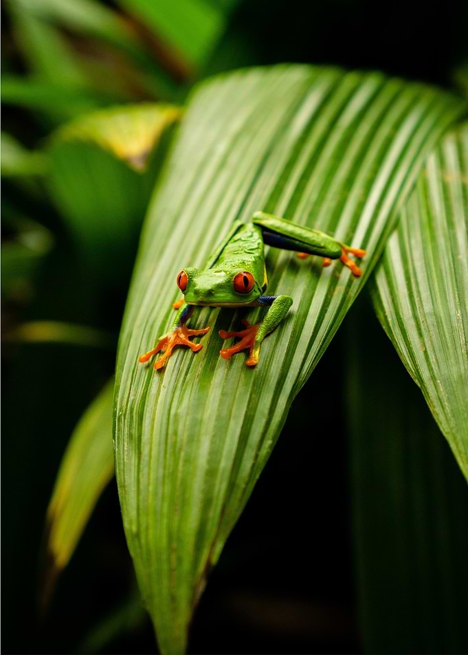 Frog