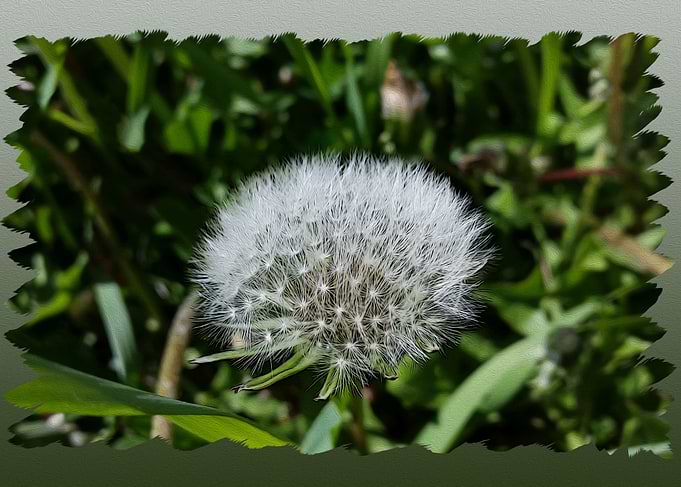 Dandelion in the grass
