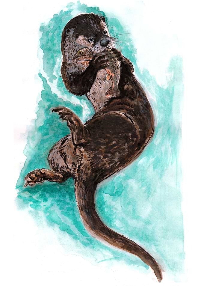 American River Otter