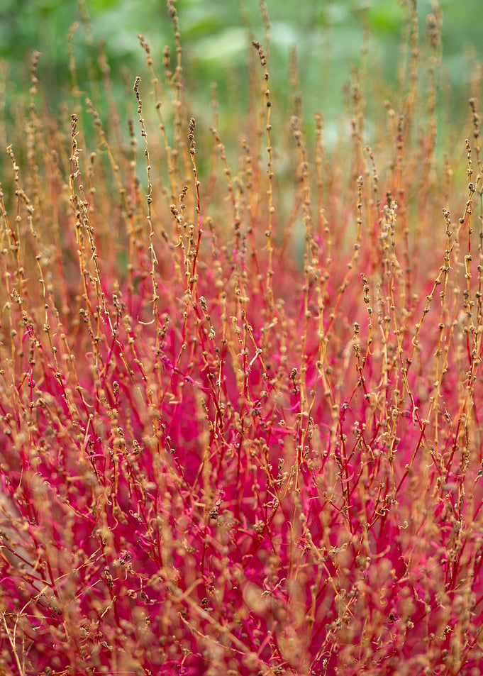 Gradient bush