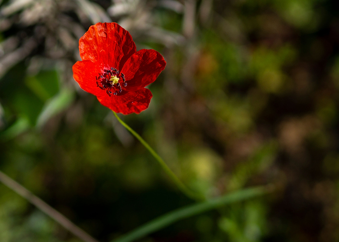 Poppy in the grass