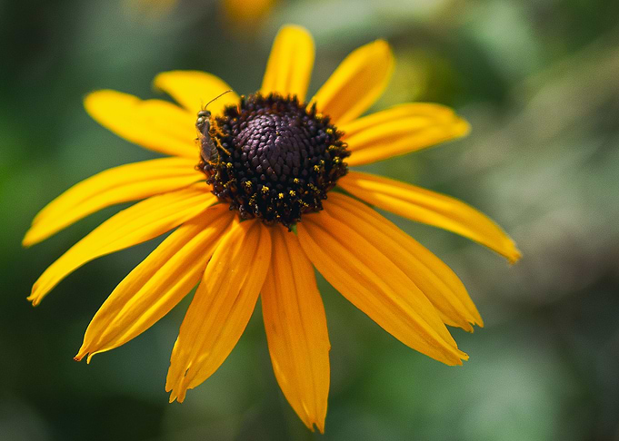In sect on yellow flower