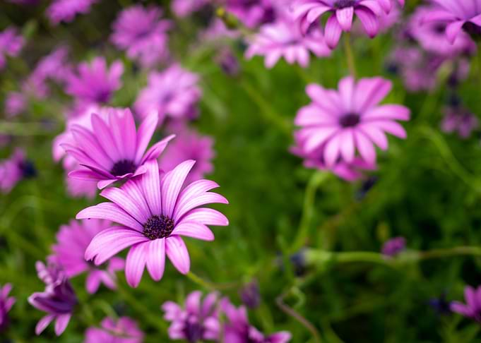 Pink Flowers 2