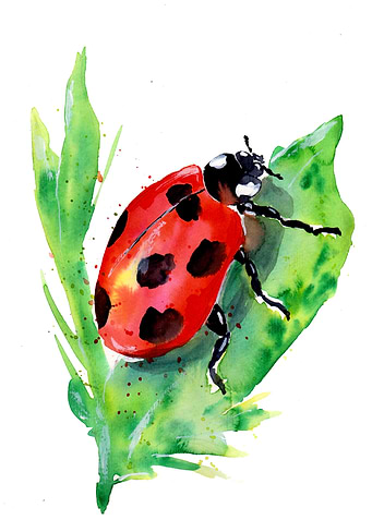 Lady Bug on Green Leaf