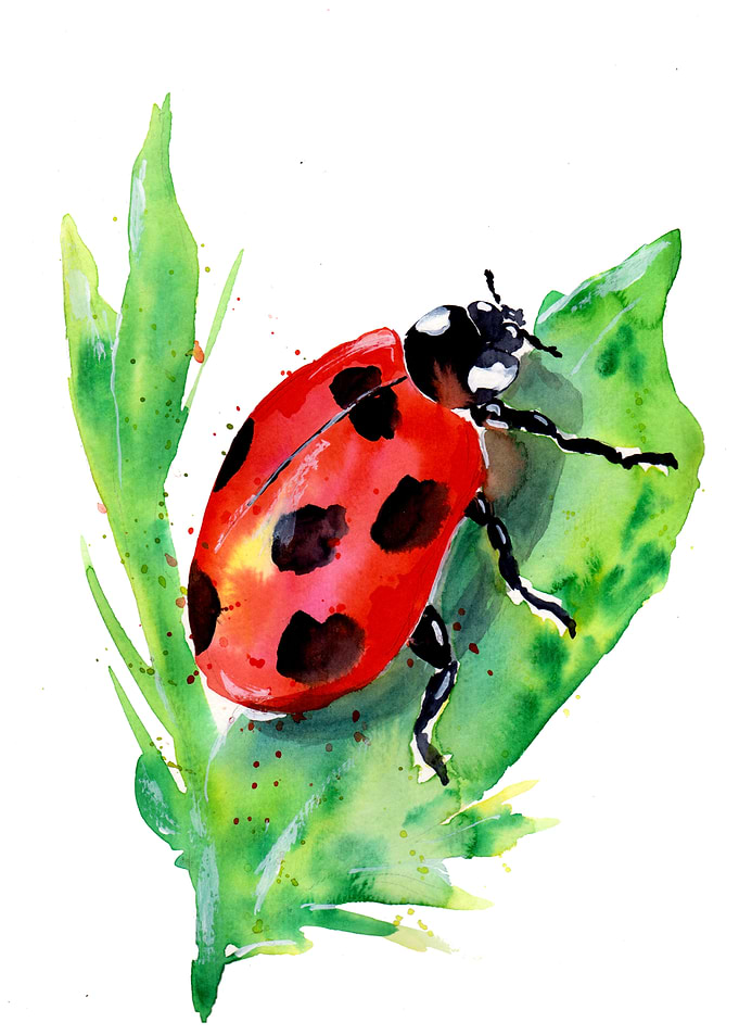 Lady Bug on Green Leaf