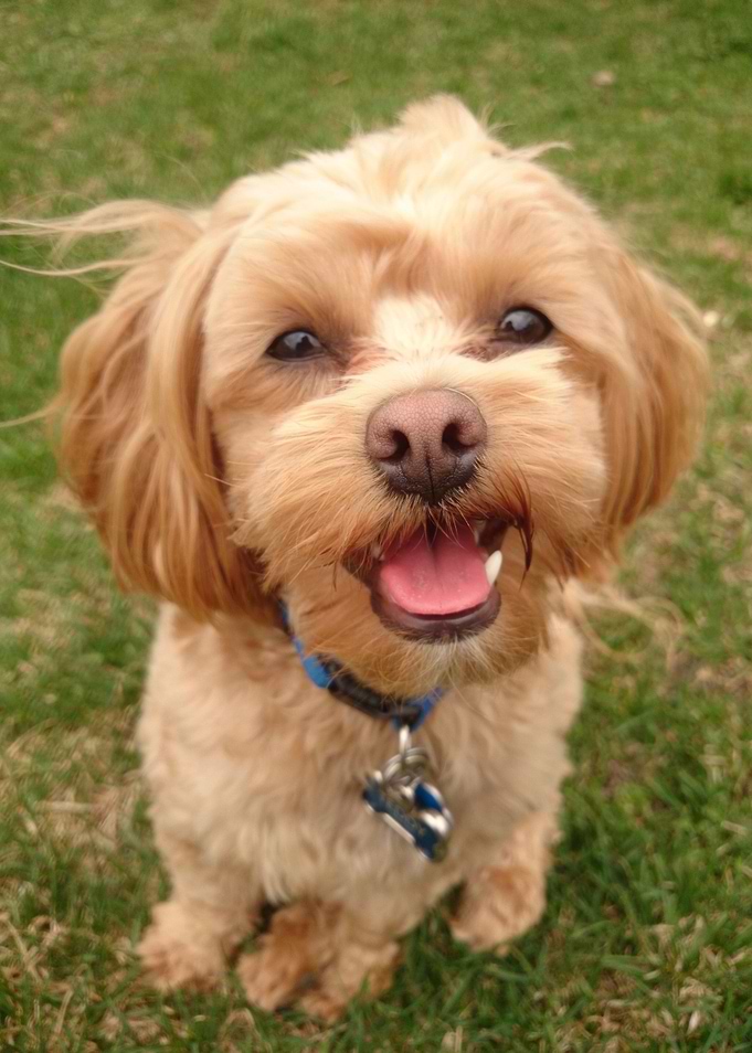 Dog Portrait