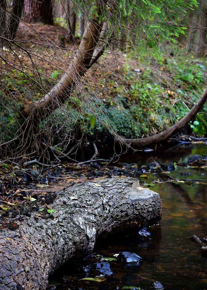 Forest River Scene