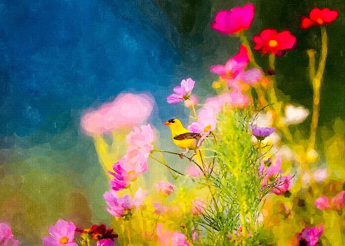 Adorable Colorful Bird