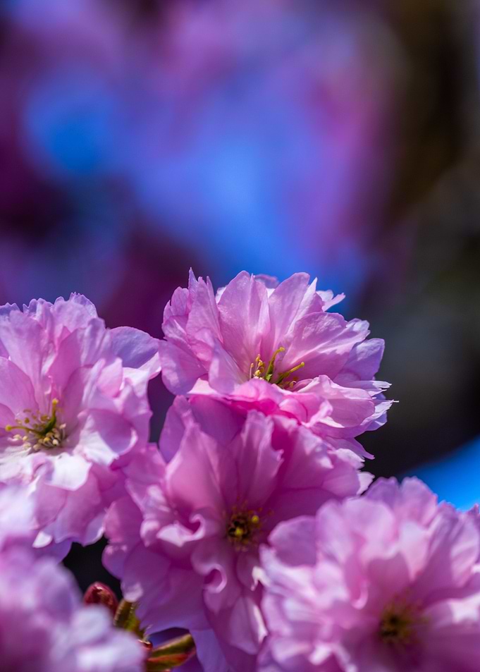 Cherry Blossom
