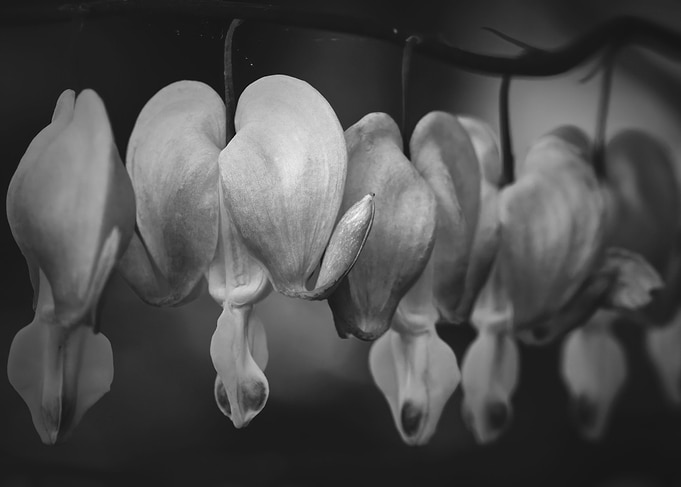 Bleeding Heart Wildflowers