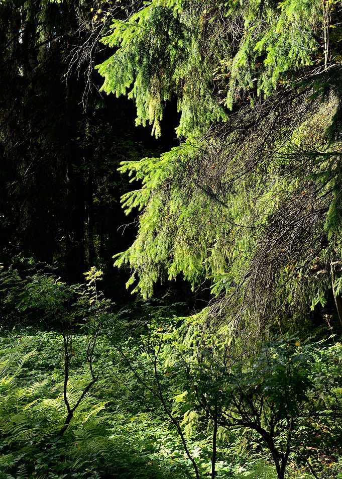 Dark Pine Forest Scene