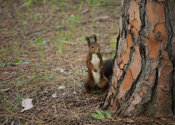 Squirrel Analyzing sounds