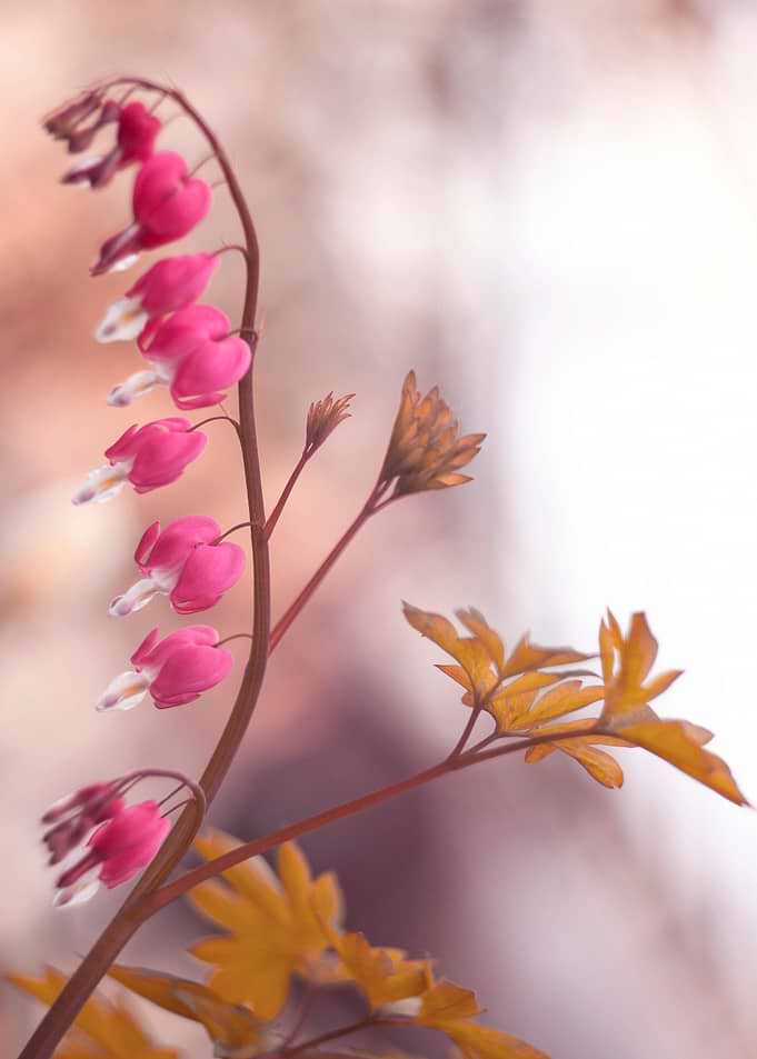 Floral composition