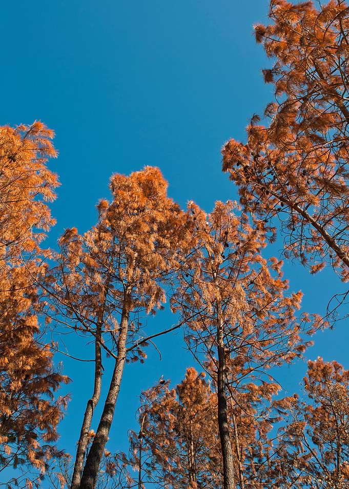 Burnt Tree Pine Forrest
