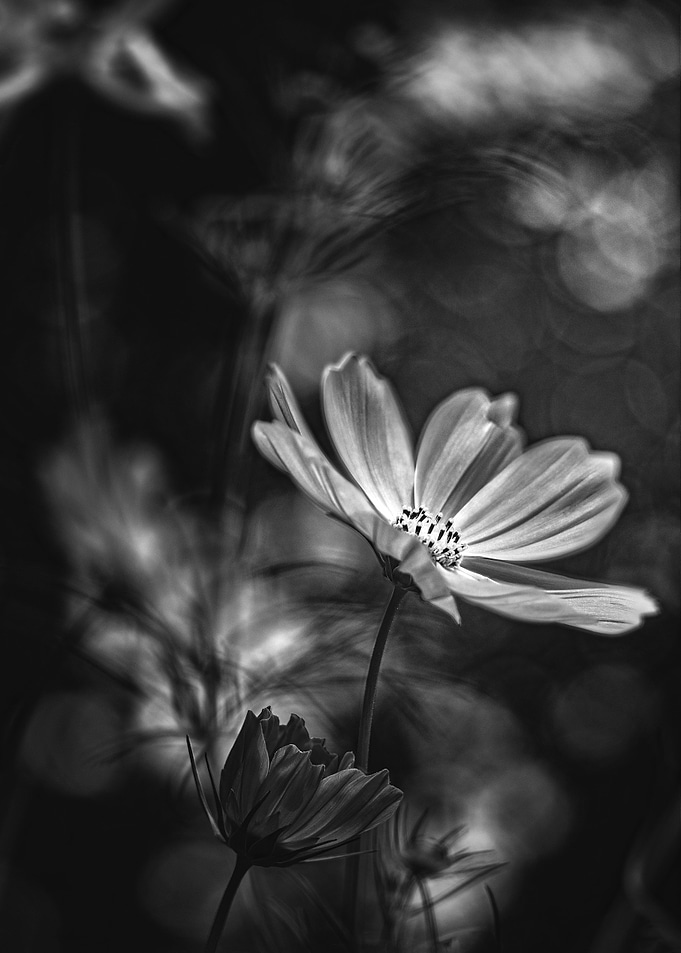Early Spring