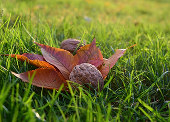Autumn Leaves