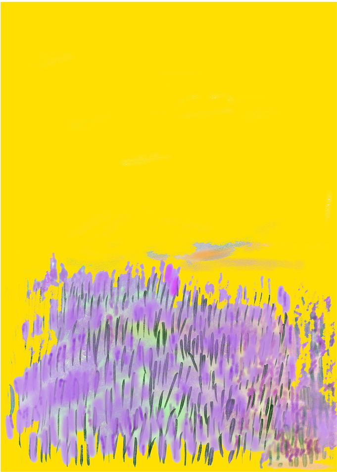 LAVENDAR FIELDS