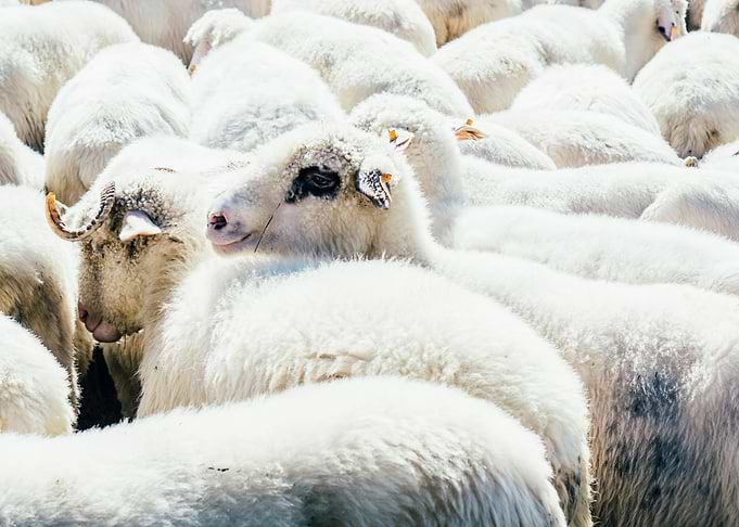 Sheep Herd