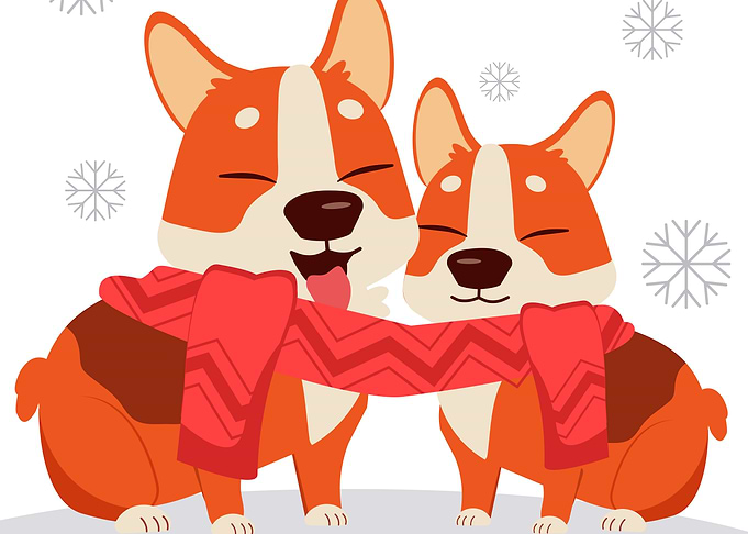 cute corgi dog
