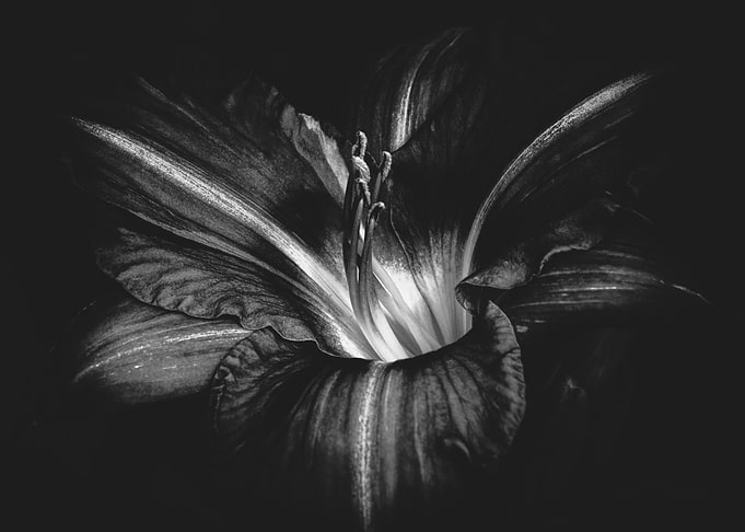 Day Lily Abstraction