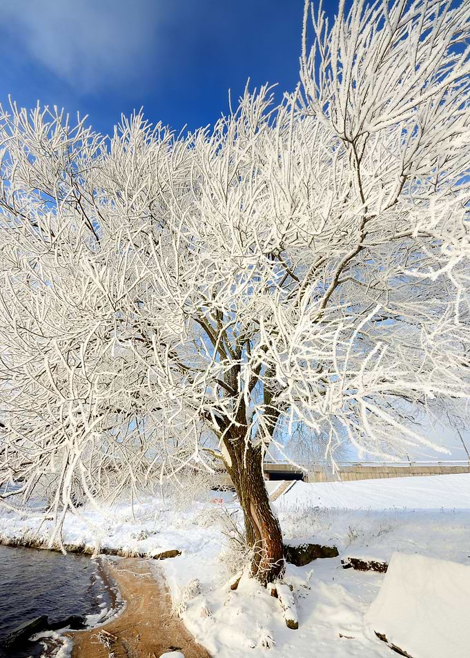 HoarFrost On Trees In Wint
