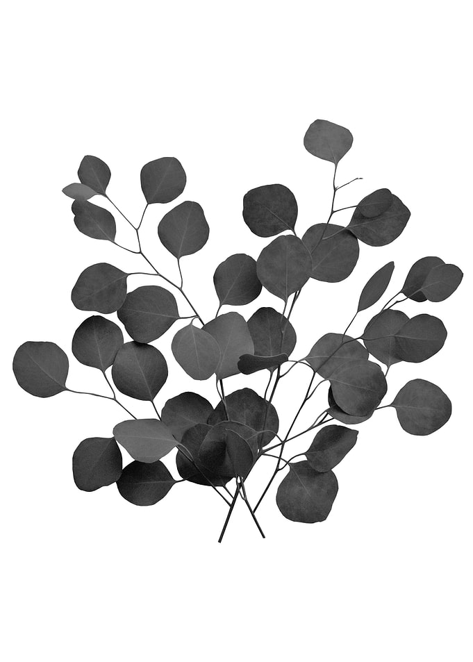 Eucalyptus Finesse 3