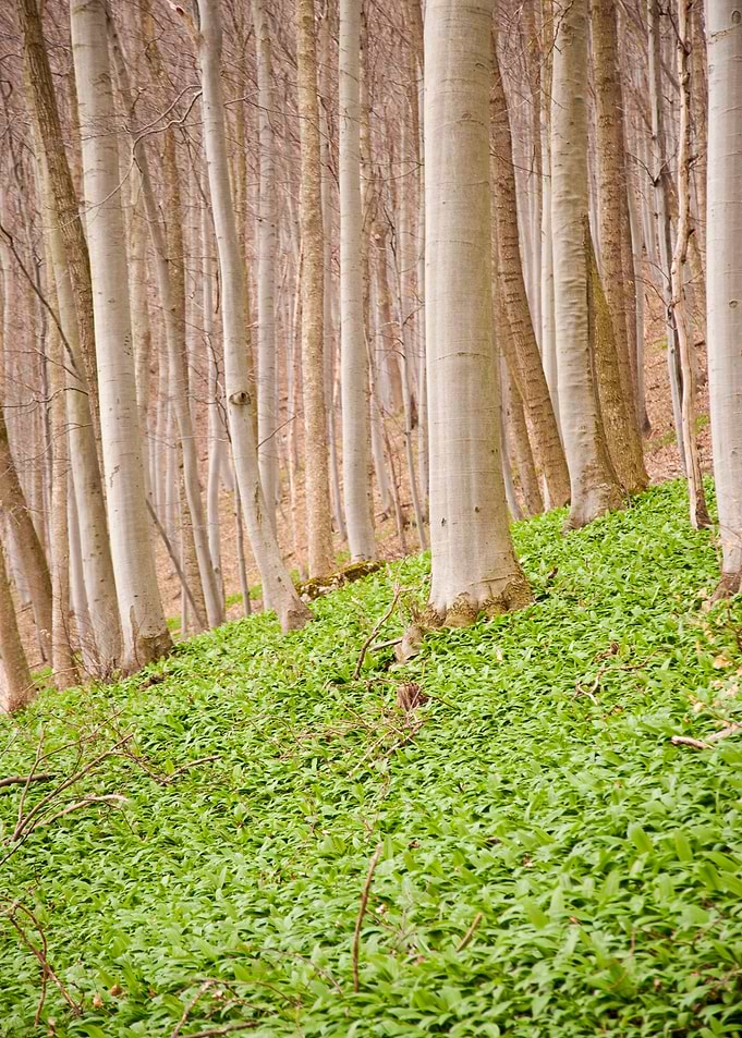 Swabian Forest Green Hikin