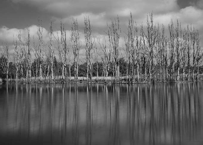 trees reflection