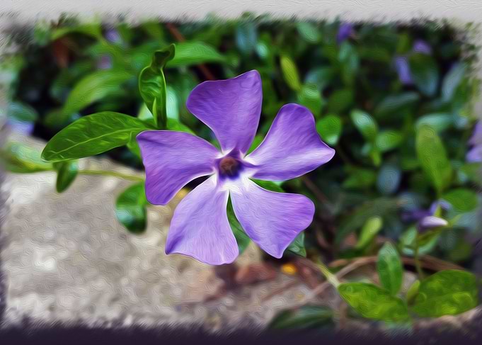 Blue purple petals