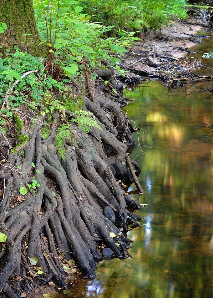 Forest River Scene