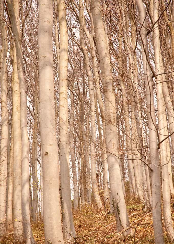 Swabian Forest Green Hikin