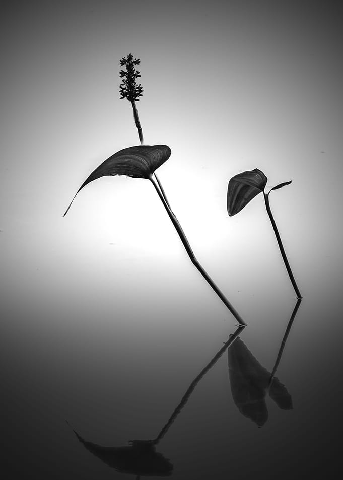 Pickerelweed