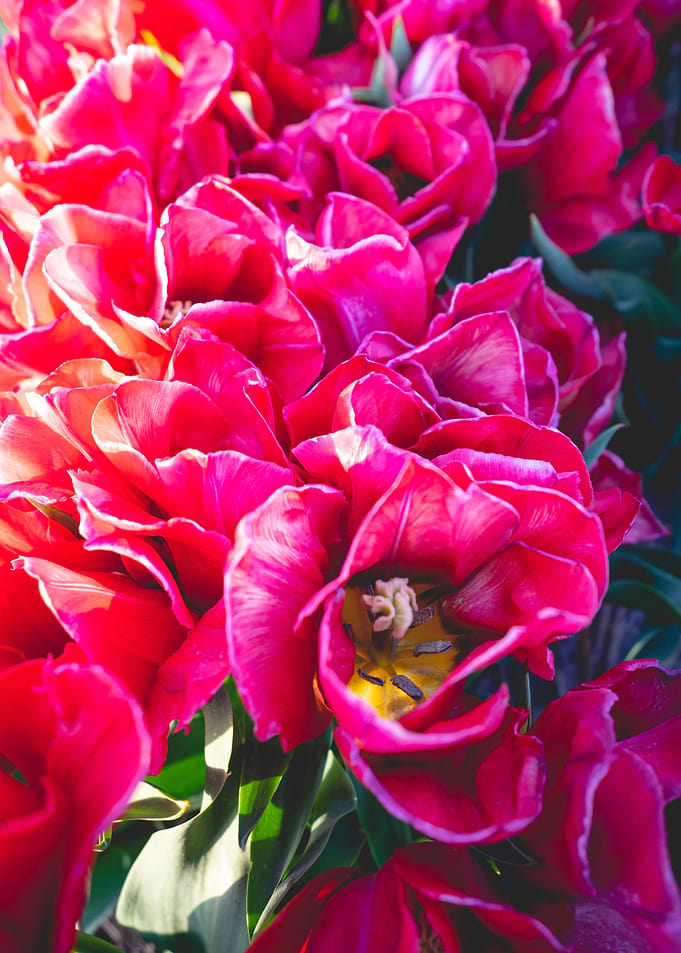 Pink Flowers