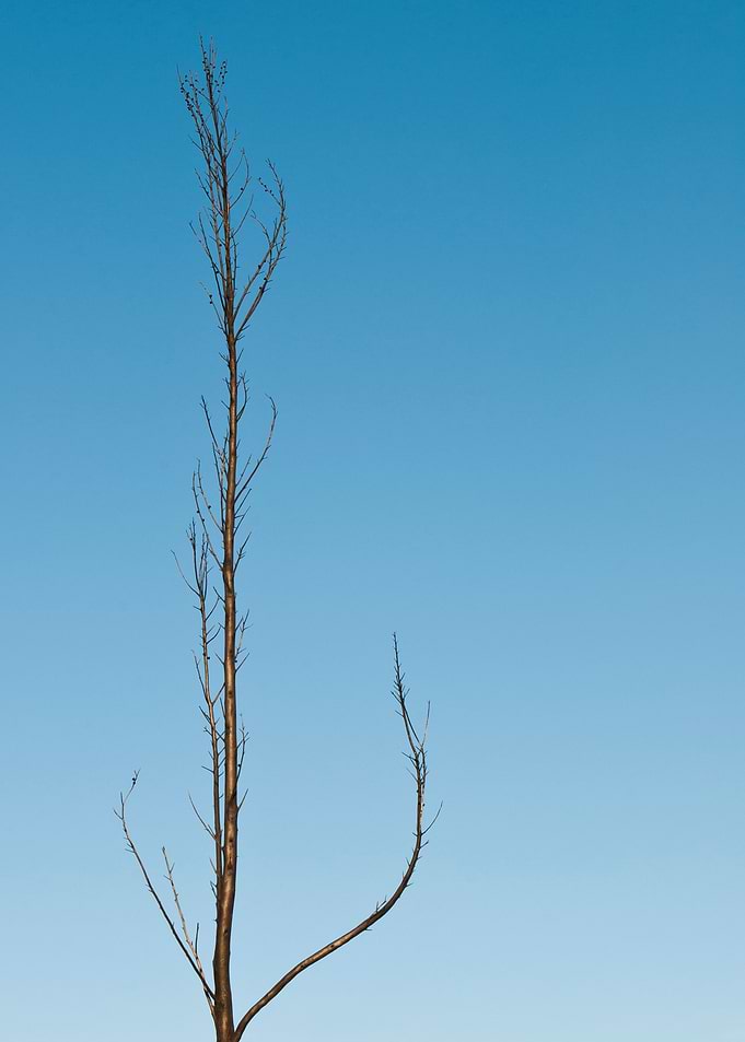 Burnt Tree Pine Forrest