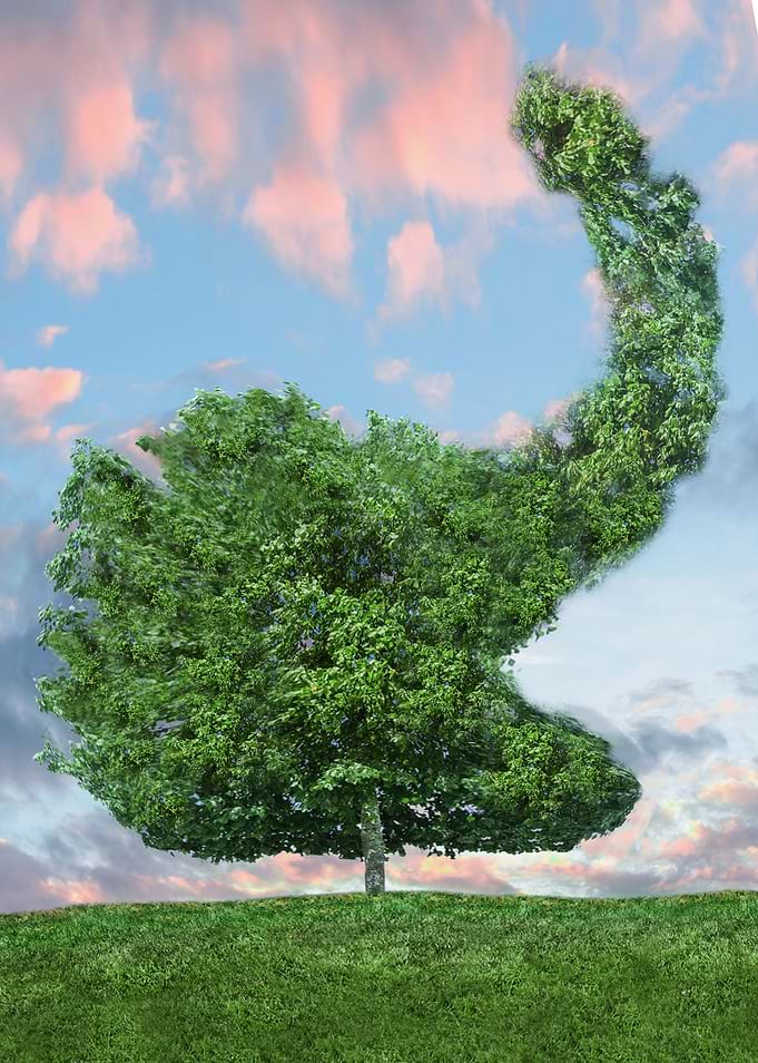 Elephant Tree