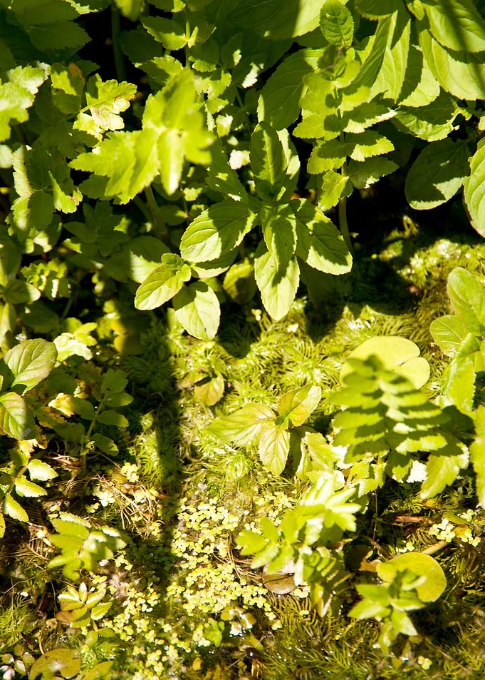 Agriculture Botanical Ecol