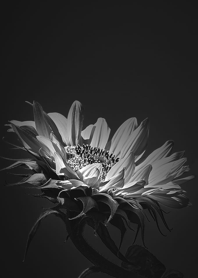 First Light Sunflower