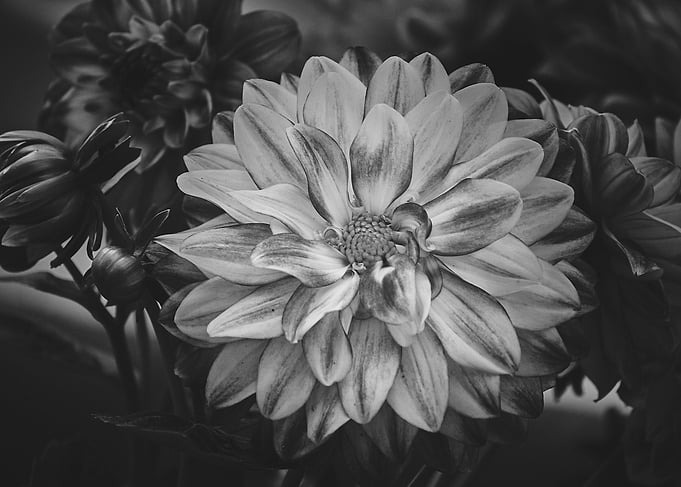Dahlia