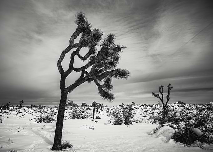 Joshua Tree
