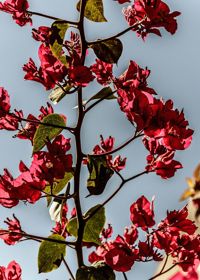 Bougainvillea flowers