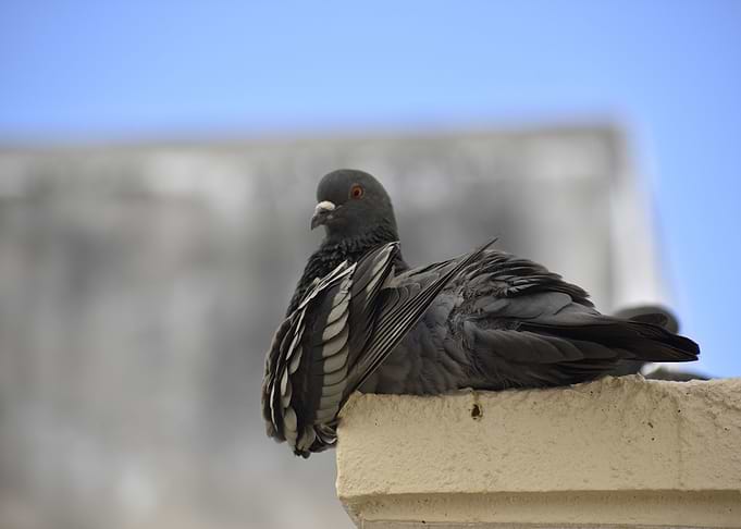 A pigeon