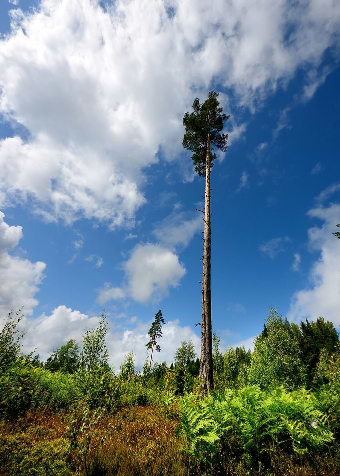 Lonely Pine In Cutted Fore