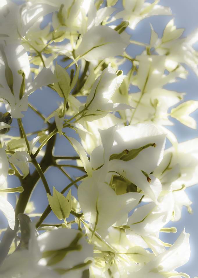 white Bougainvillea spring