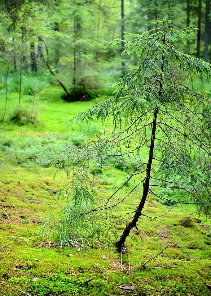 Dark Pine Forest Scene