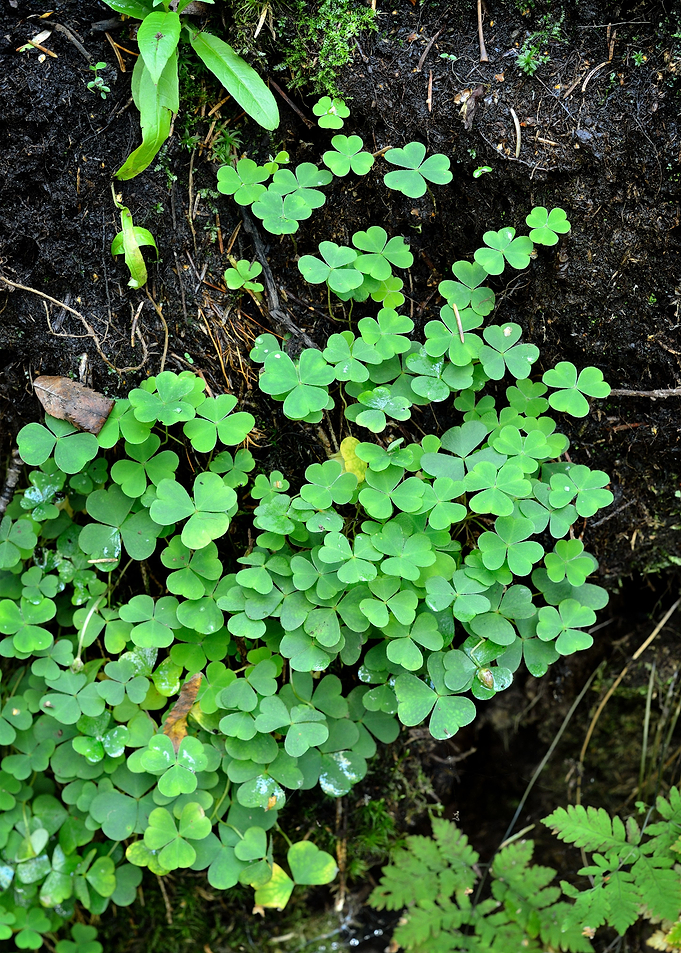 Forest Substrate CloseUp