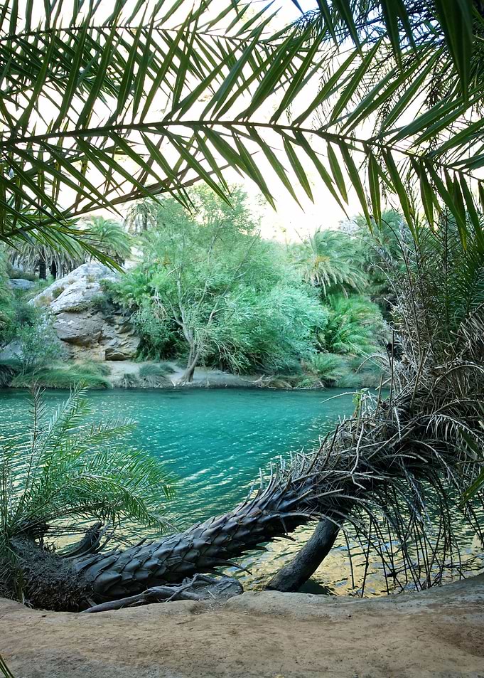 Under the palmtree